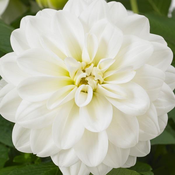 Dahlietta Whitney Dahlia