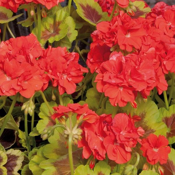 Unique Foliage Or Flowers Occold Shield Geranium Novelty