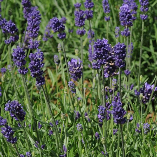 Lavandula Hidcote Blue Strain