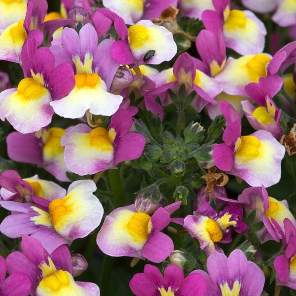 Sundae Forest Fruits Nemesia