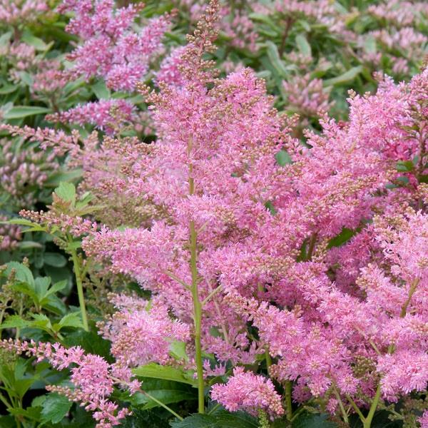 Astilbe Arendsii Astary Pink