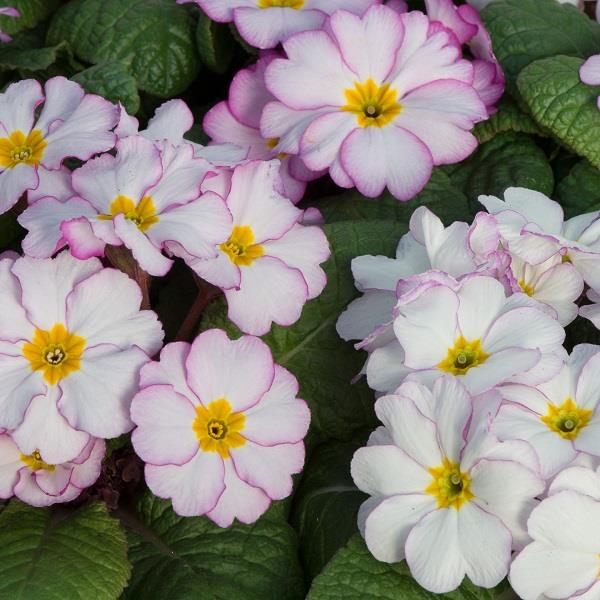 Primula Antique Fairydust