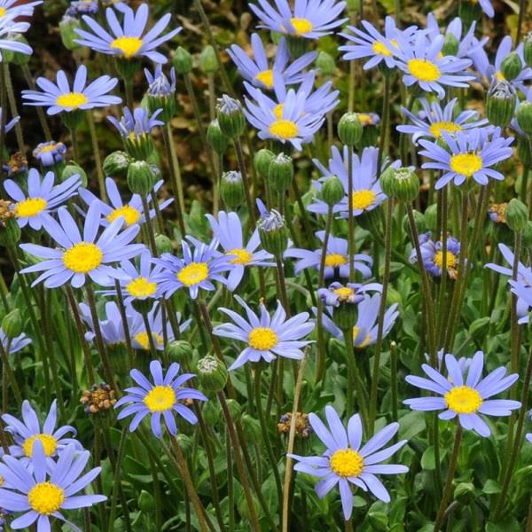 Amelloides Blue Felicia