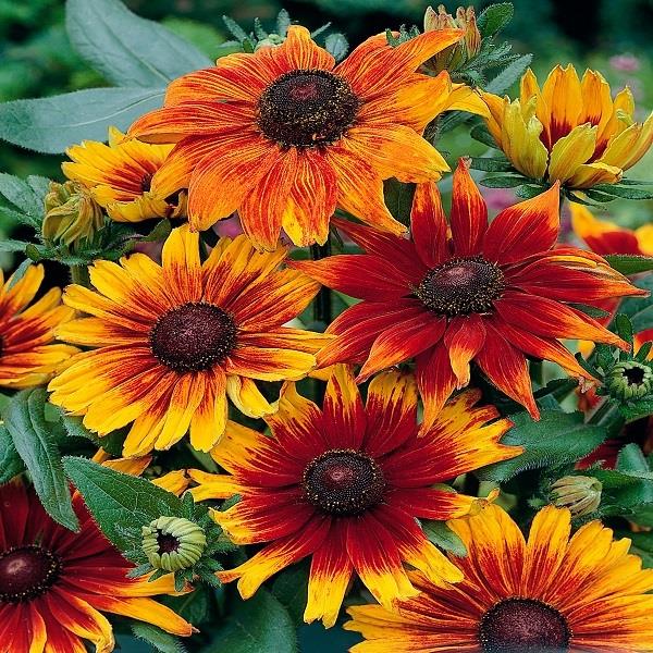 Rudbeckia Autumn Colours