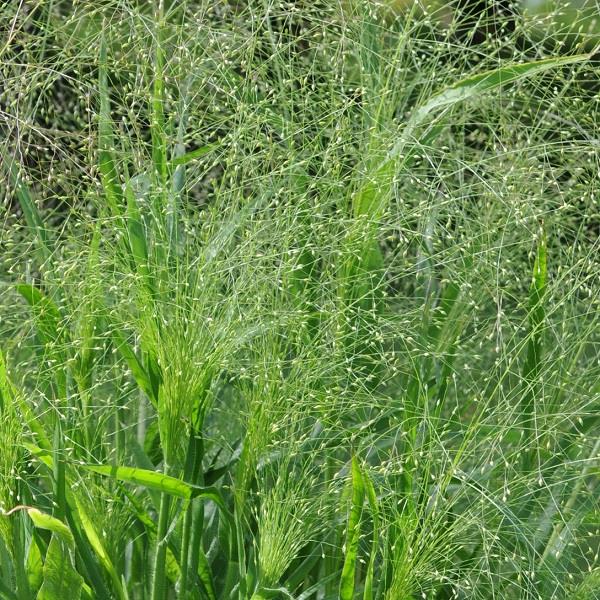 Capillare Frosted Explosion Panicum