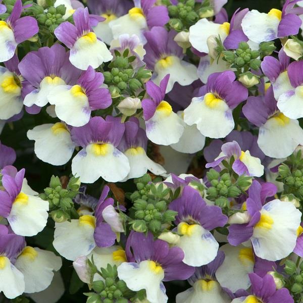 Lady Kate Nemesia