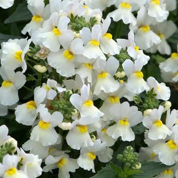 Lady Mary Nemesia