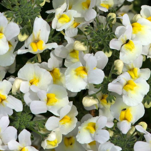 Sundae Vanilla Ice Nemesia