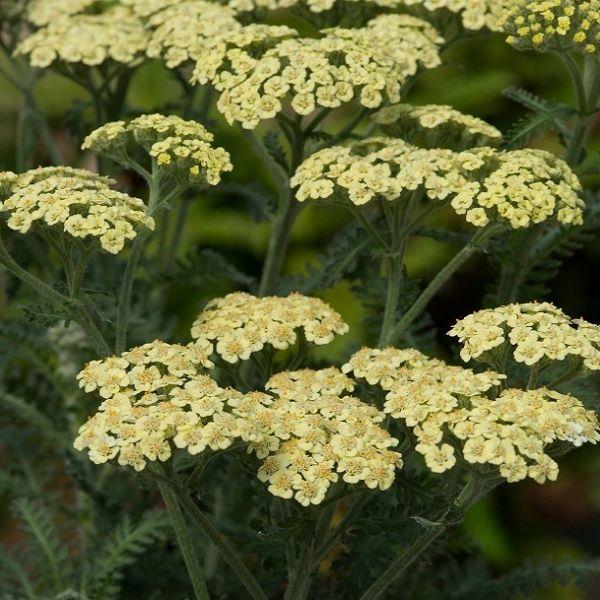 Achillea Moon Dust