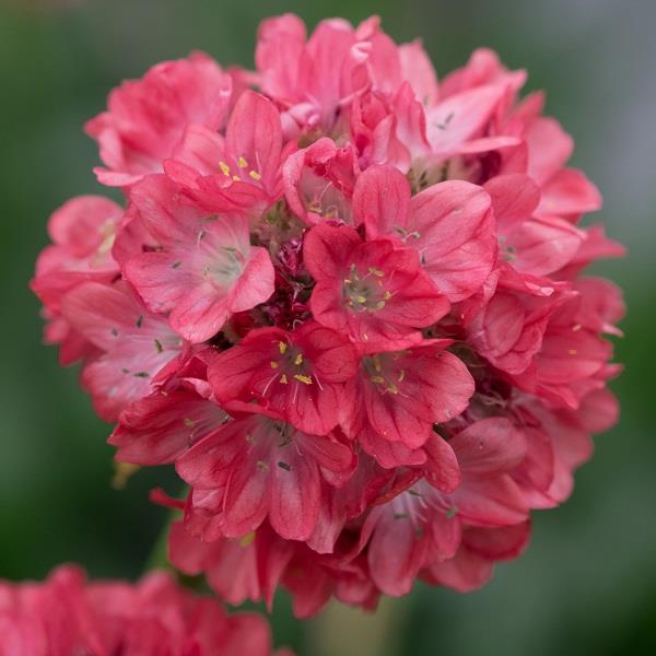 Armeria Dreameria Dreamland