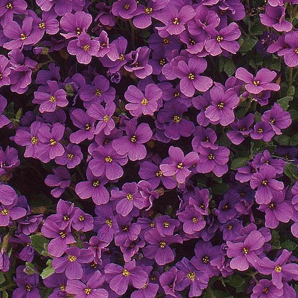 Aubrieta Royal Violet Shade