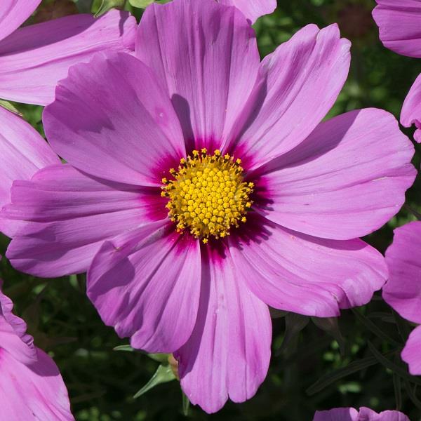 Sonata Pink Blush Premium Cosmos