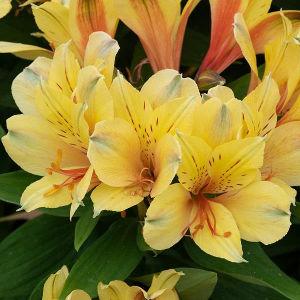 Alstroemeria Valley Spring