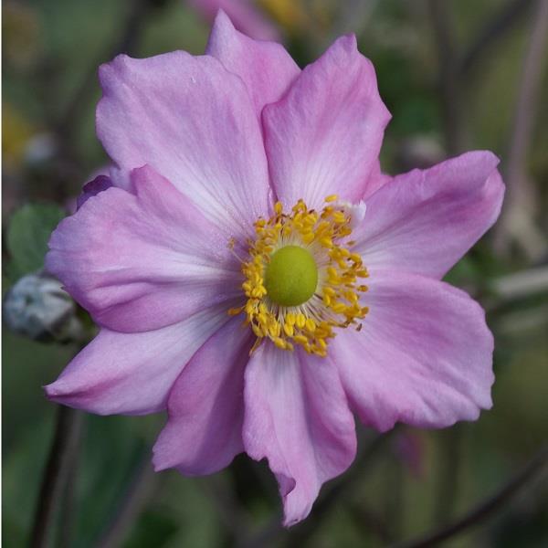 Anemone Konigin Charlotte