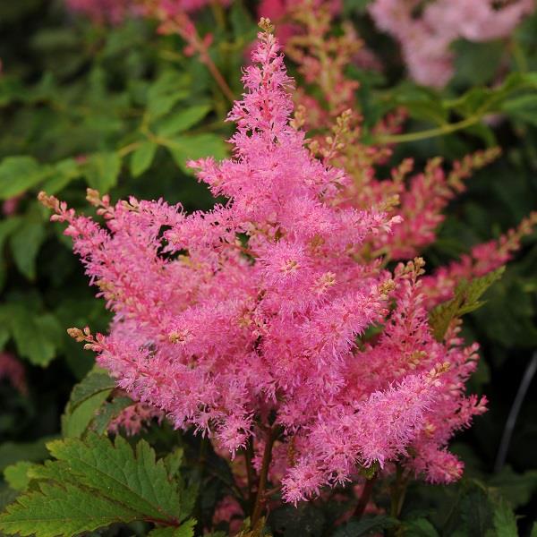 Astilbe Younique Pink