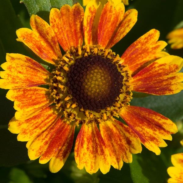 Helenium autumnale Salud™ Embers