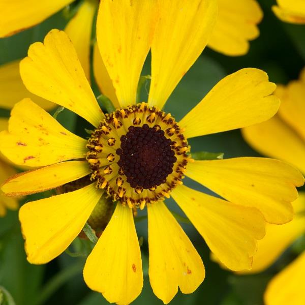 Helenium autumnale Salud™ Golden