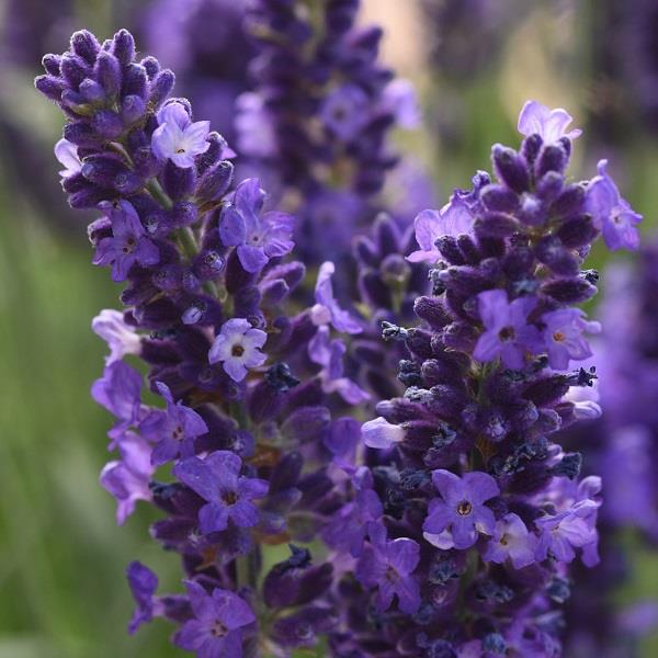 Lavandula Blue Spear