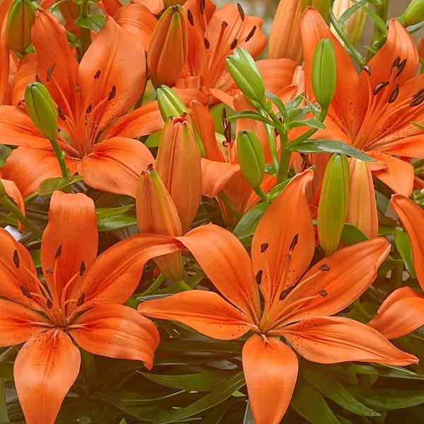 lili model fantasia in orange