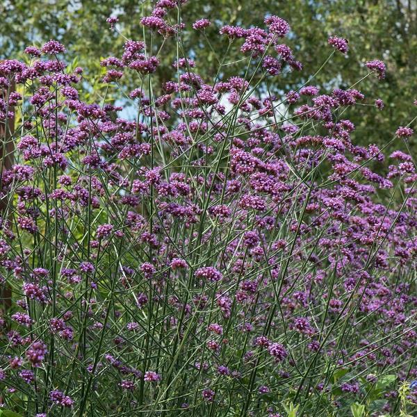 Verbena Buenos Aires