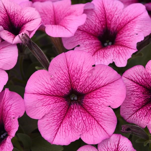 Easy Wave Rose Fusion Petunia