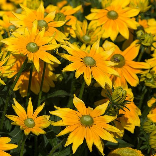 Prairie Sun Rudbeckia