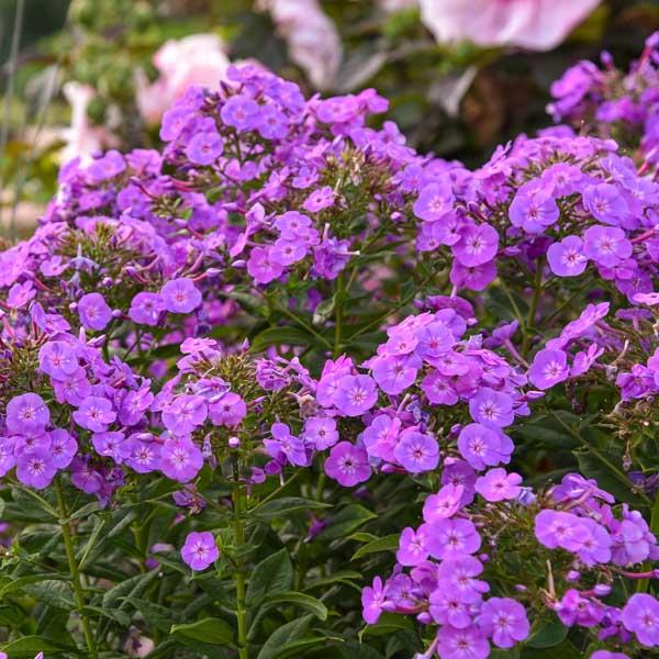 Phlox Garden Girls Cover Girl