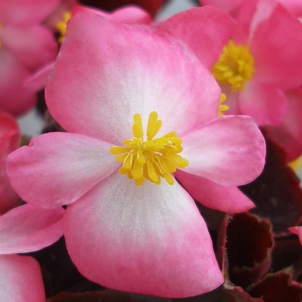 New Globe Ducolour Begonia