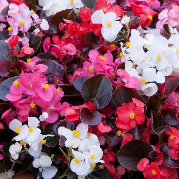 New Globe Mix Begonia