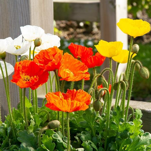 Papaver Pop-Up Mix