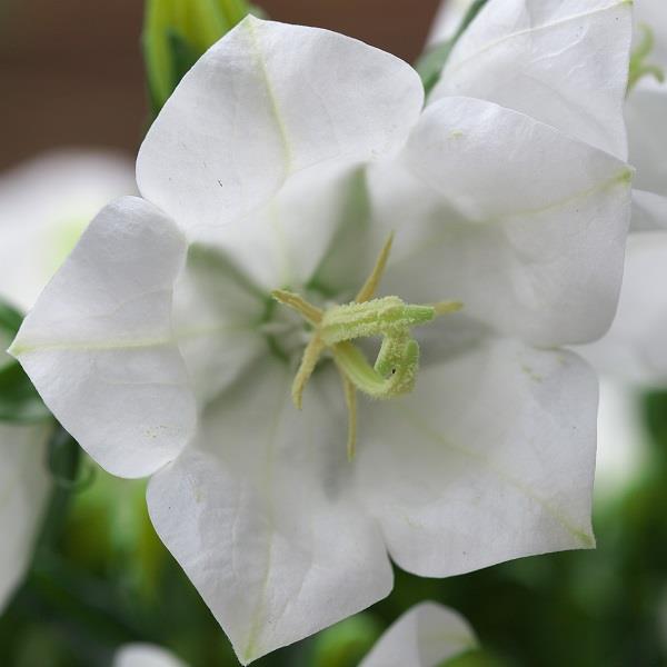 Campanula persicifolia Takion White