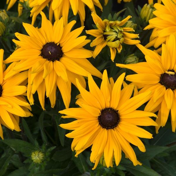 Rudbeckia Sunbeckia Lucia