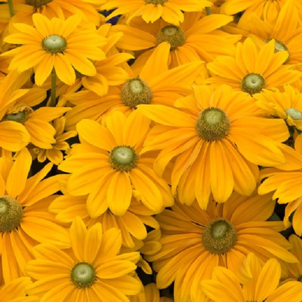 Rudbeckia Sunbeckia Ophelia