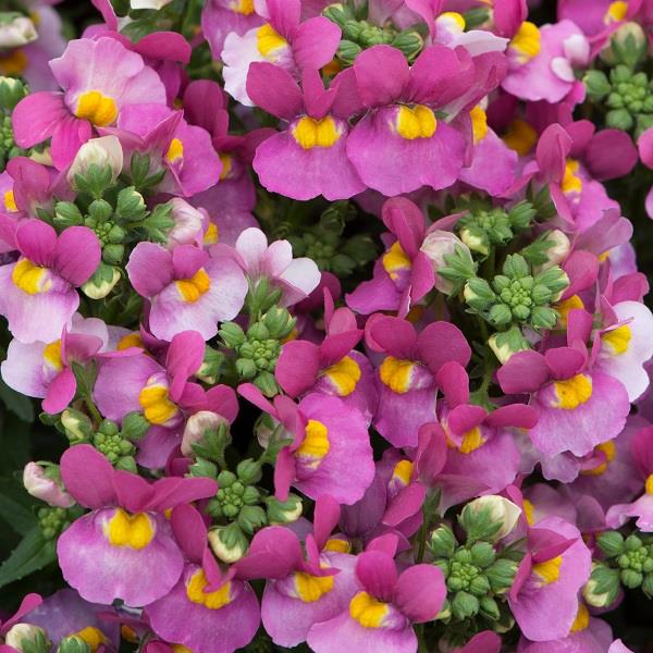 Lady Dawn Nemesia