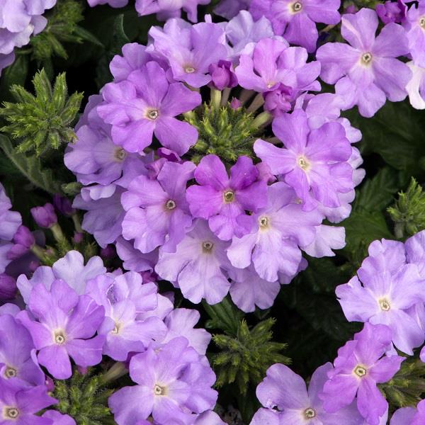 Showboat Lavender Verbena