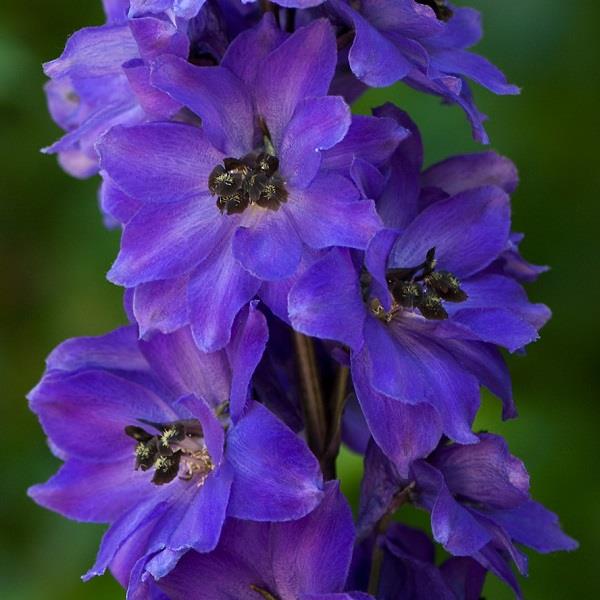 Delphinium Magic Fountains Blue Dark Dark Bee