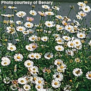 Erigeron karvinskianus Profusion