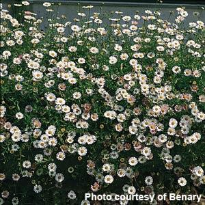 Erigeron karvinskianus Profusion