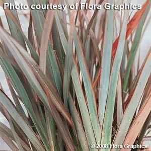 Phormium Bronze Baby